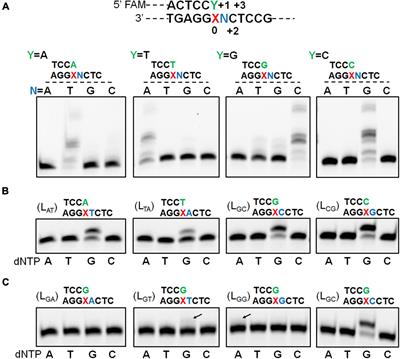 Enzymatic Switching Between Archaeal DNA Polymerases Facilitates Abasic Site Bypass